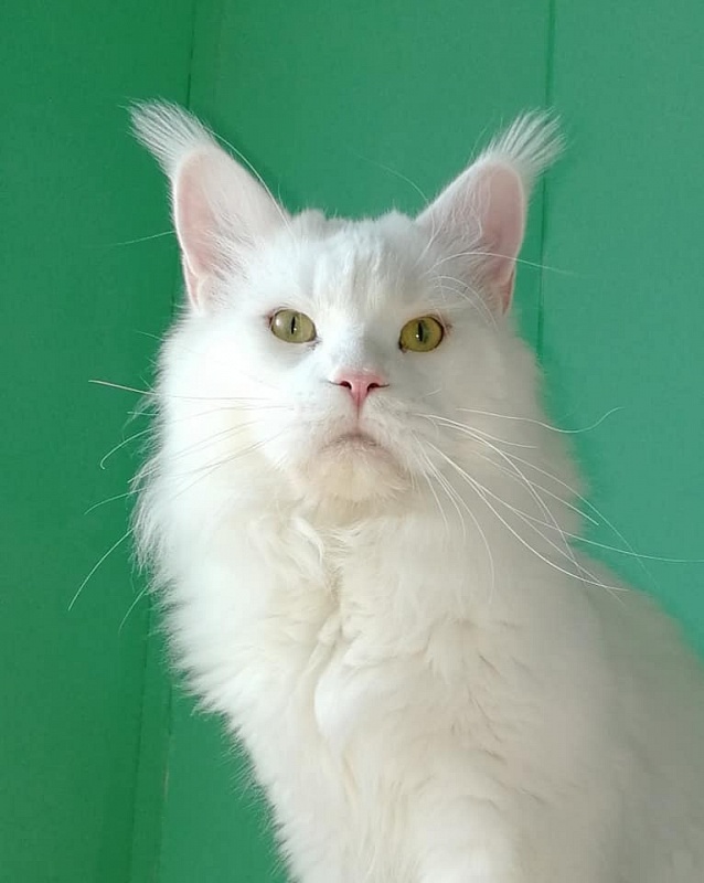 Sapphire-cat Desperado - maine-coon