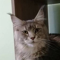 Cassiopea Nordirbiscat