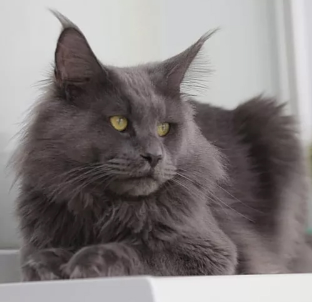 Grizzly Blue Just a Dream - мейн-кун