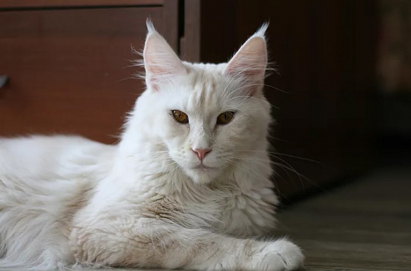 Elizabeth Cool Tail - maine-coon