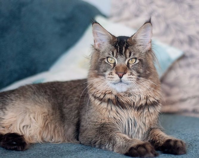 D'Jackpot Just a Dream - maine-coon