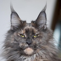 Talismancoon Leia Solo