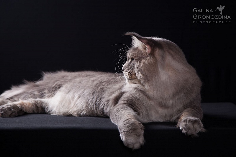 Indigo Ranger King - maine-coon