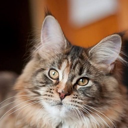 Halla Galla Olimpian