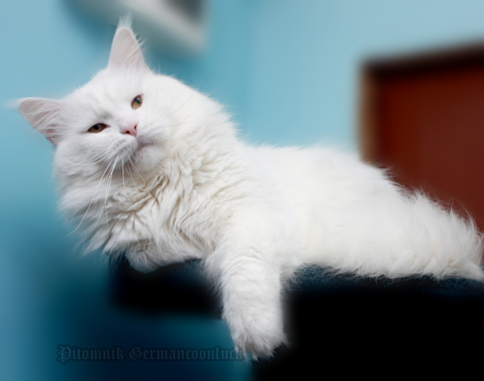 White Rocks Snowball - maine-coon 08/31/2012