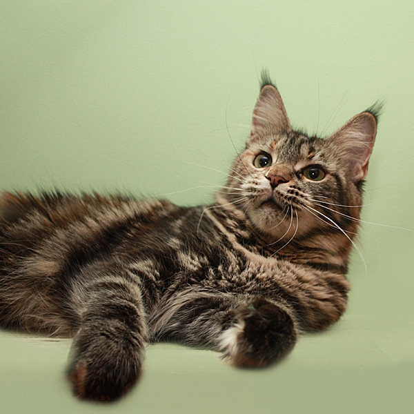 Svargas H'U - maine-coon 08/03/2012