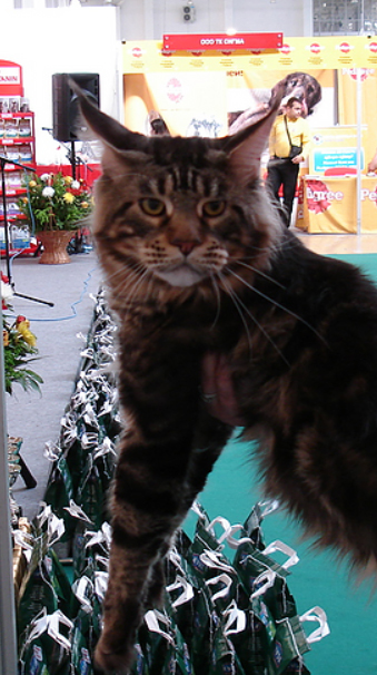 Siberian Winter Color - maine-coon
