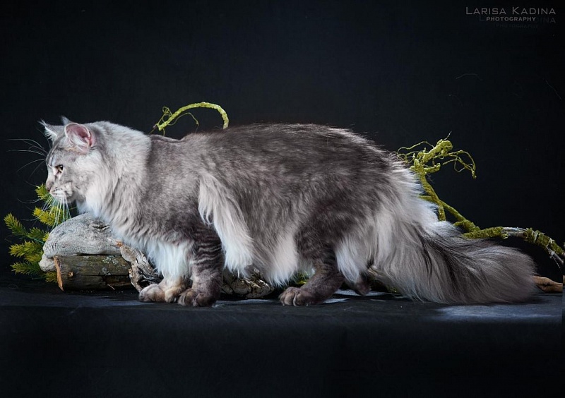 Cybercoon Kafka Franz - maine-coon