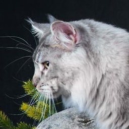 Cybercoon Kafka Franz