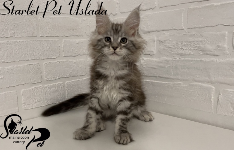 Starlet Pet Uslada - Котенок мейн-кун 2 месяца