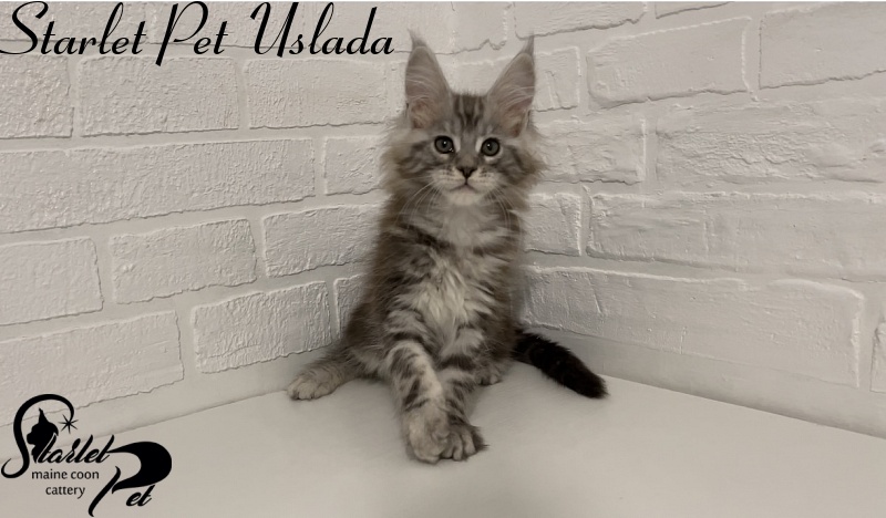Starlet Pet Uslada - Котенок мейн-кун 2 месяца