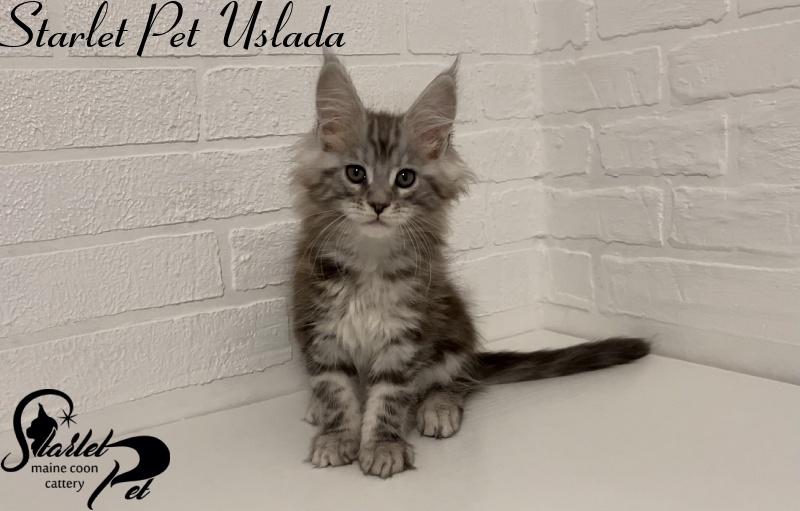 Starlet Pet Uslada - Котенок мейн-кун 2 месяца