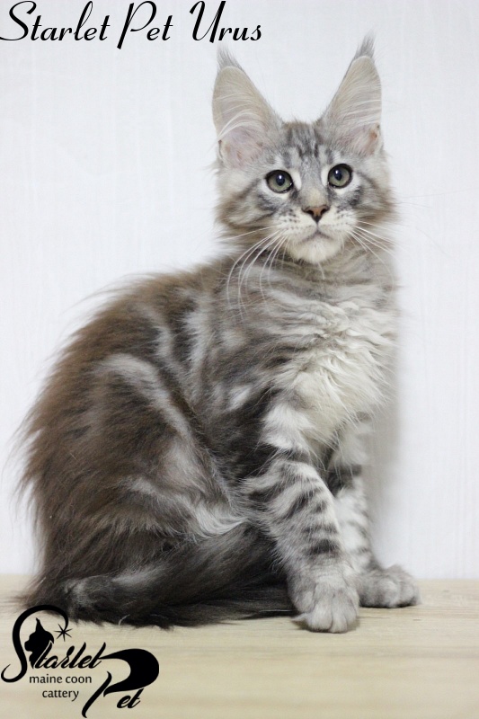 Starlet Pet Urus - maine-coon