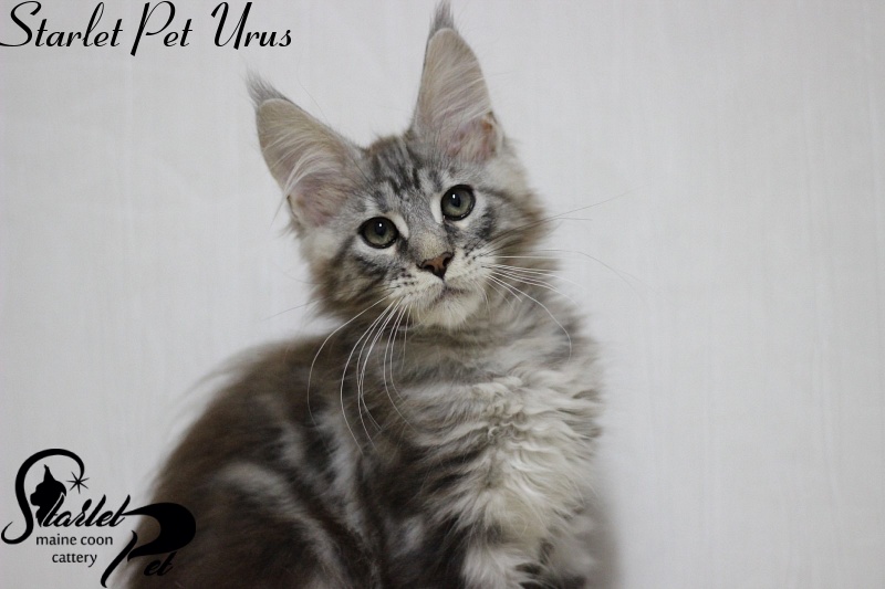 Starlet Pet Urus - maine-coon