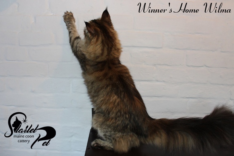 Winner's Home Wilma - maine-coon