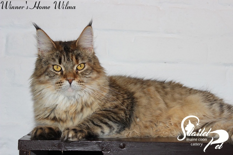 Winner's Home Wilma - maine-coon
