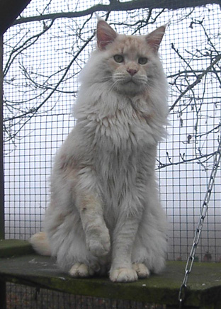 Kithara's Madison - maine-coon