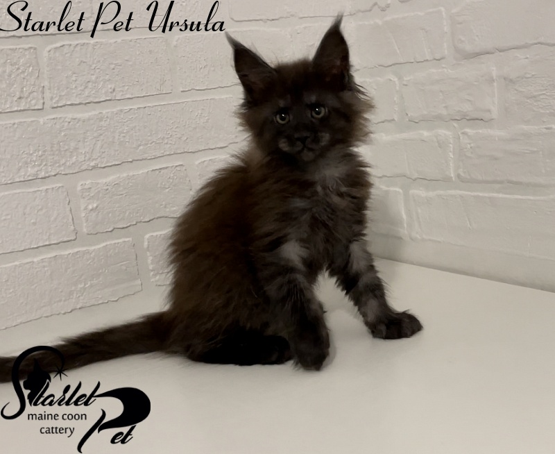 Starlet Pet Ursula - maine-coon