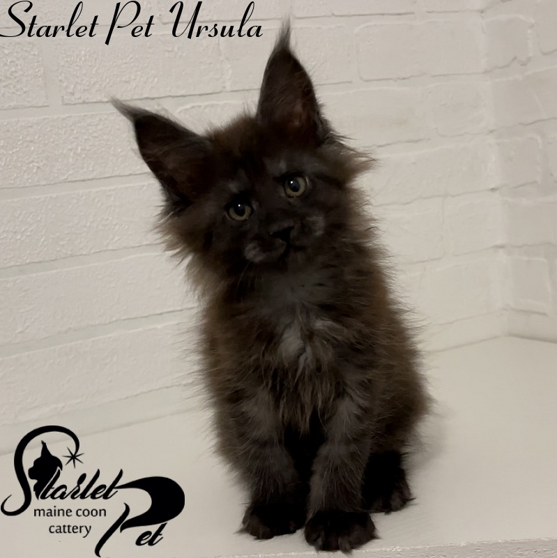 Starlet Pet Ursula - Kitten maine-coon 2 months