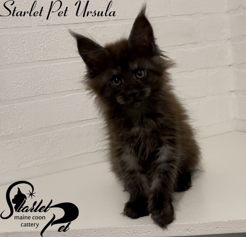 Starlet Pet Ursula - Kitten maine-coon 2 months