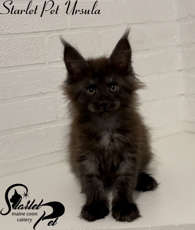 Starlet Pet Ursula - Kitten maine-coon 2 months