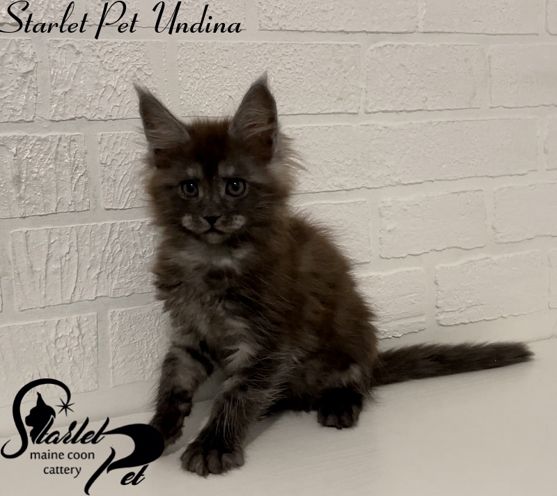 Starlet Pet Undina - Kitten maine-coon 2 months