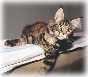 Alwaro Maxi - maine-coon