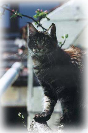 Alwaro Maxi - maine-coon