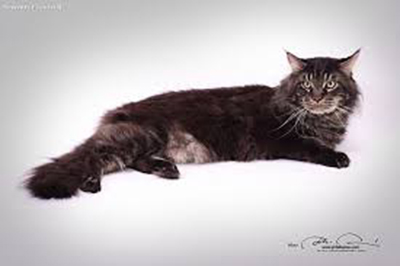 Srebrne Marzenie Eliot - мейн-кун