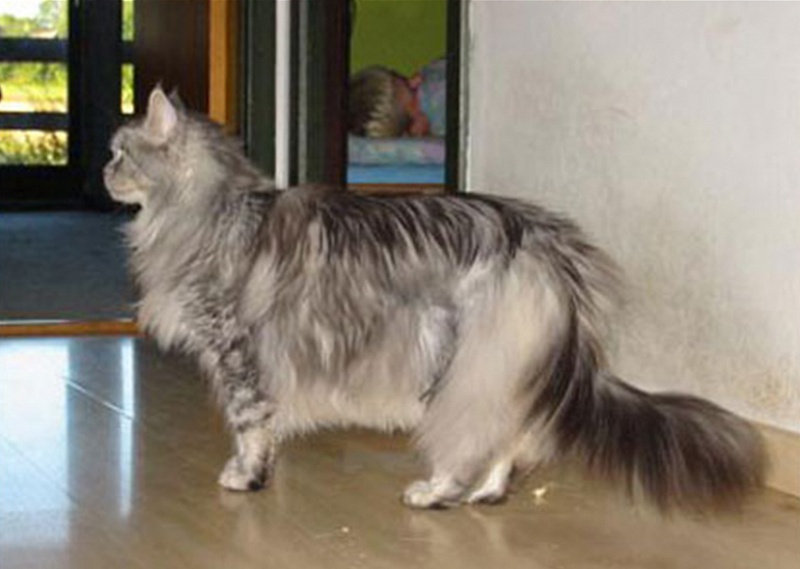 Love Hulen's Silver Vision - maine-coon