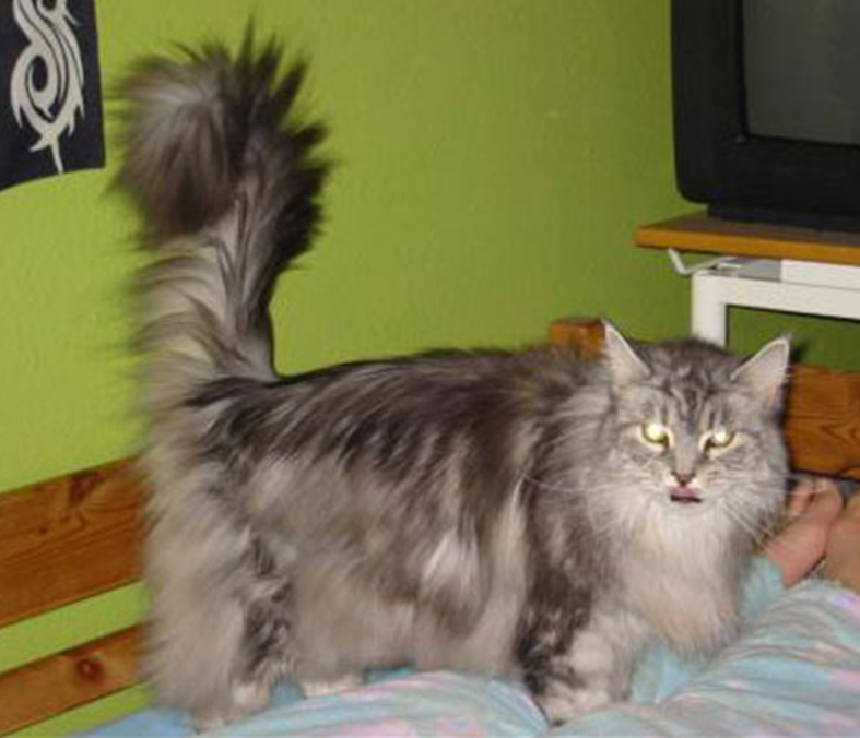 Love Hulen's Silver Vision - maine-coon