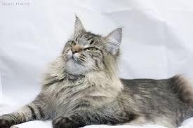 Oprah Seventh Fleet - maine-coon