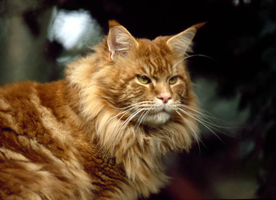 Langstteich's Dream-Dandy - maine-coon
