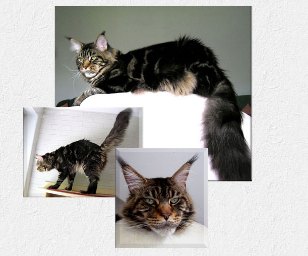Langstteich's DD'Esperanto - maine-coon