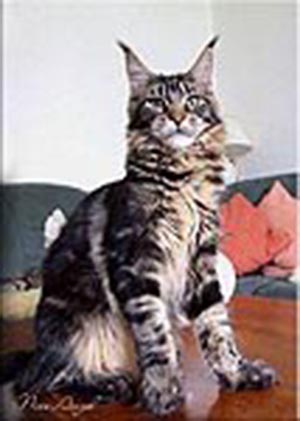 Is Da Wa B'Nice Angel - мейн-кун