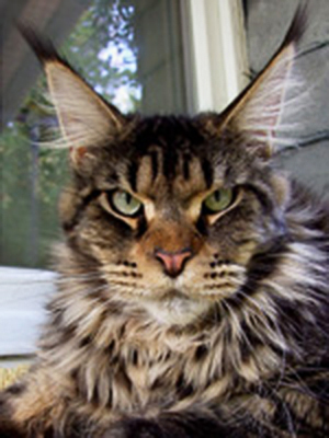 Langstteich's ES'Presso - maine-coon