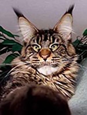 Langstteich's ES'Nemesis - мейн-кун