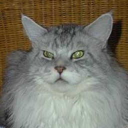 Love Hulen's Michigan of Langstteich's