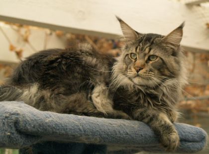 Kenntucky of Koi Pond - maine-coon