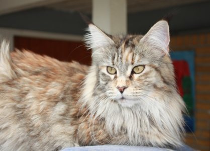 Thunderball's Walsing Mathilda - maine-coon