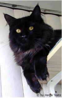 Langstteich's O'Baker - maine-coon