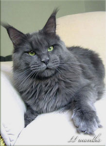 Langstteich's P'Non Plus Ultra - maine-coon