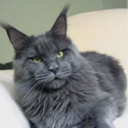 Langstteich's P'Non Plus Ultra