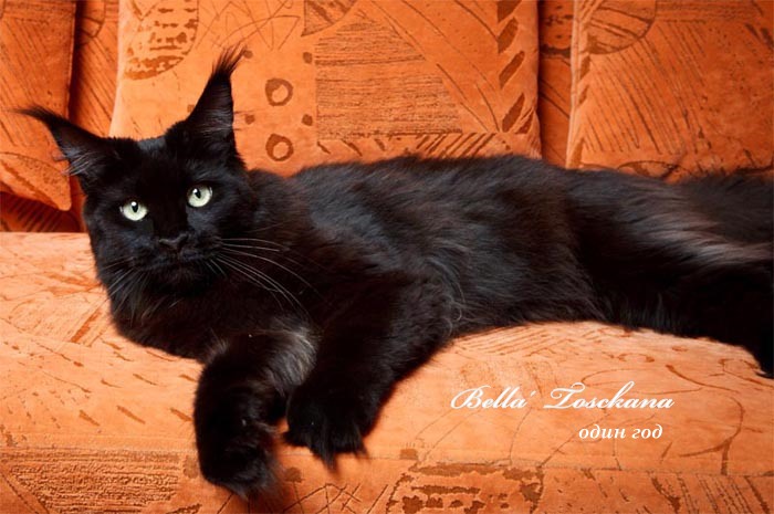 Langstteich's Bella'Toscana - maine-coon