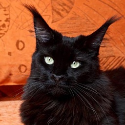 Langstteich's Bella'Toscana