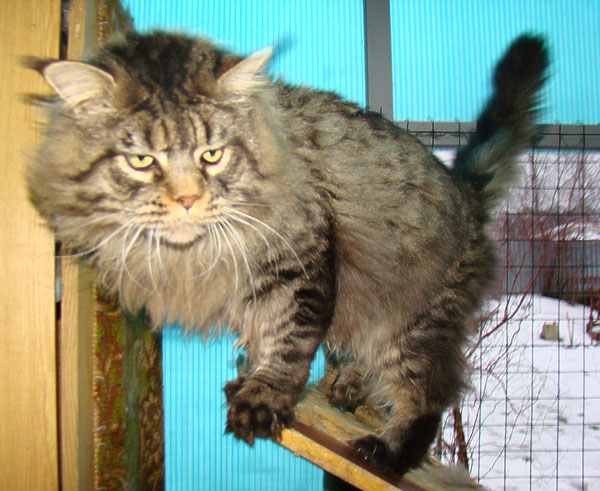 Timaracoon's Las-Vegas - maine-coon