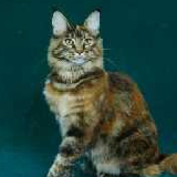 Johnsbay Bristol of Koontucky