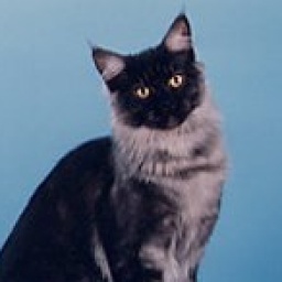 Stormwatch Tatsumaki