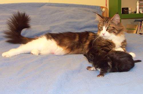 Dixi Duch Jompi - maine-coon