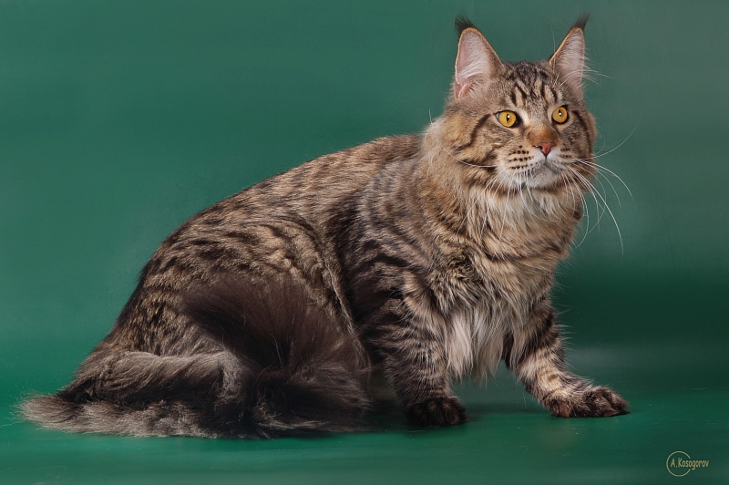 Russi Mystic Elisey Catsvill County - Adult maine-coon 1 year 6 months 3 weeks